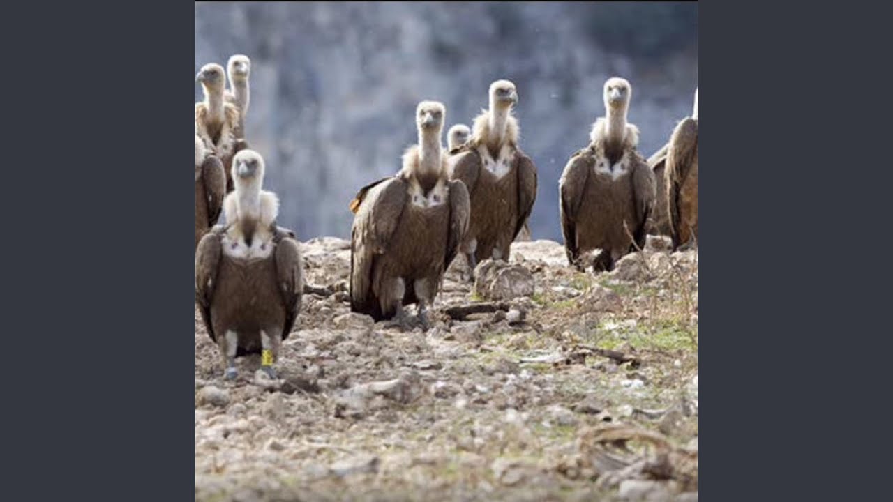 Shars / 2014 by Al Safir 🎶