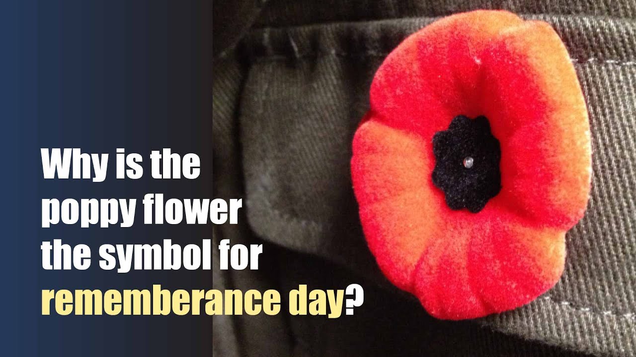 Remembrance Day & the Poppy ๐จ๐ฆ