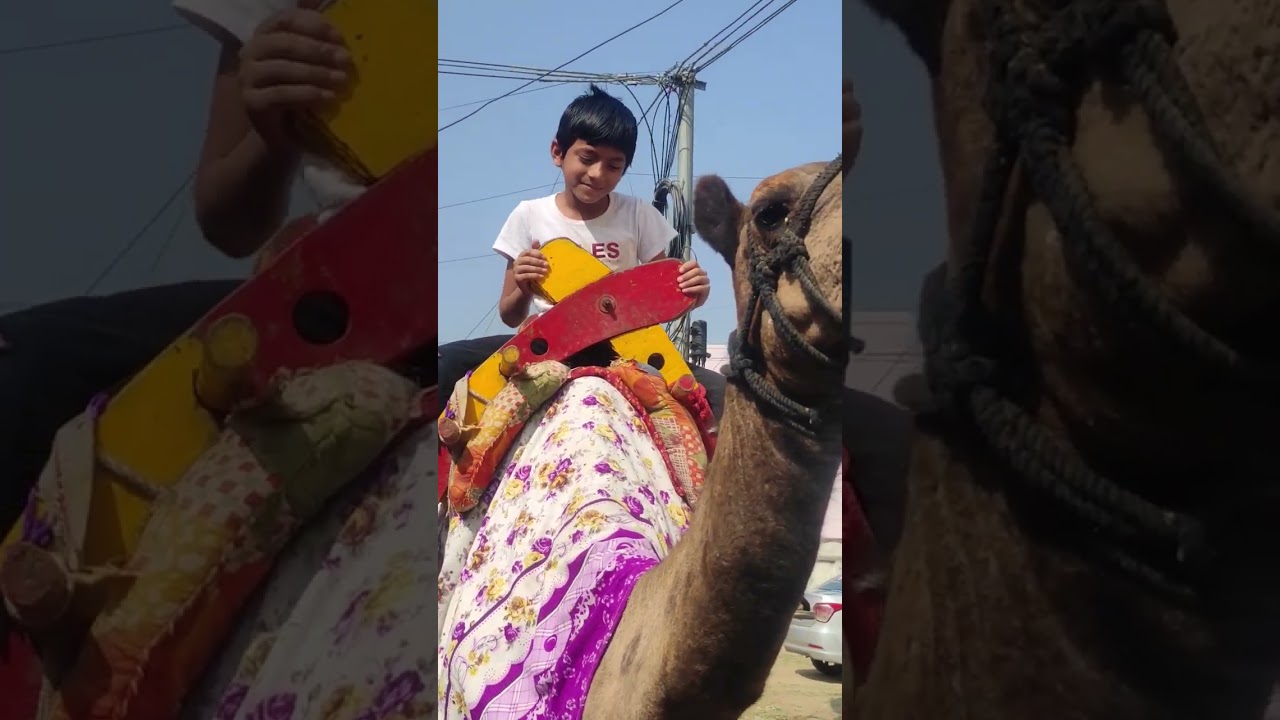 Camel Adventure: A Hilarious Journey