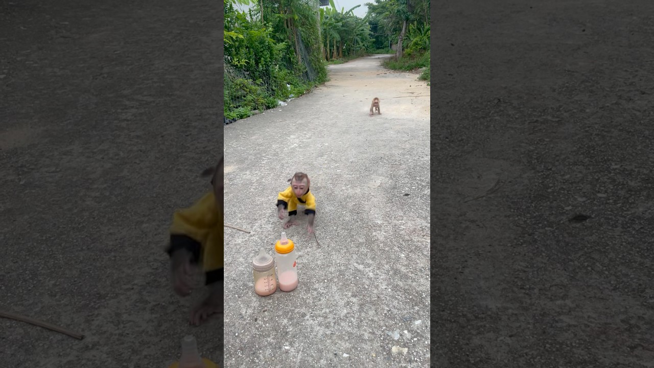 Adorable Baby Monkeys Chase Milk 🍼