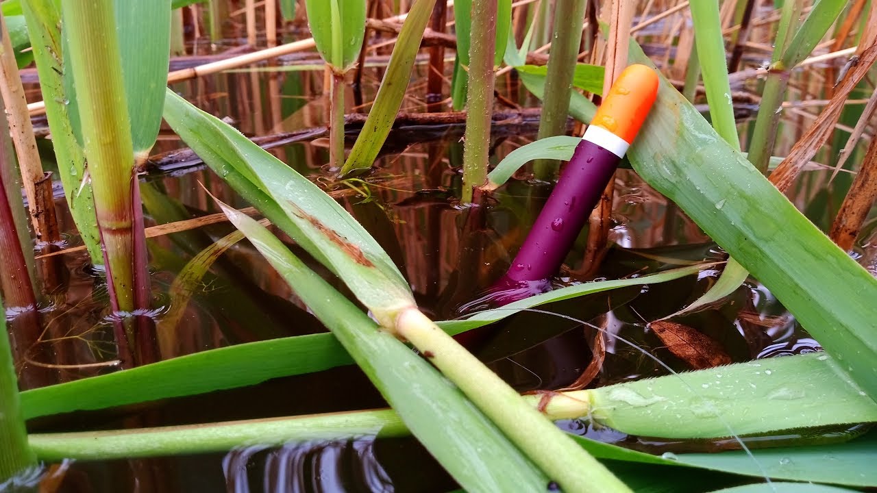 Весенняя ловля крупного карася на поплавок 🎣