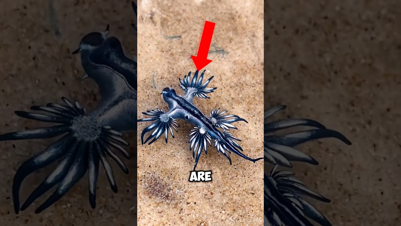 Top 5 Deadliest Poisonous Animals to Avoid 😱