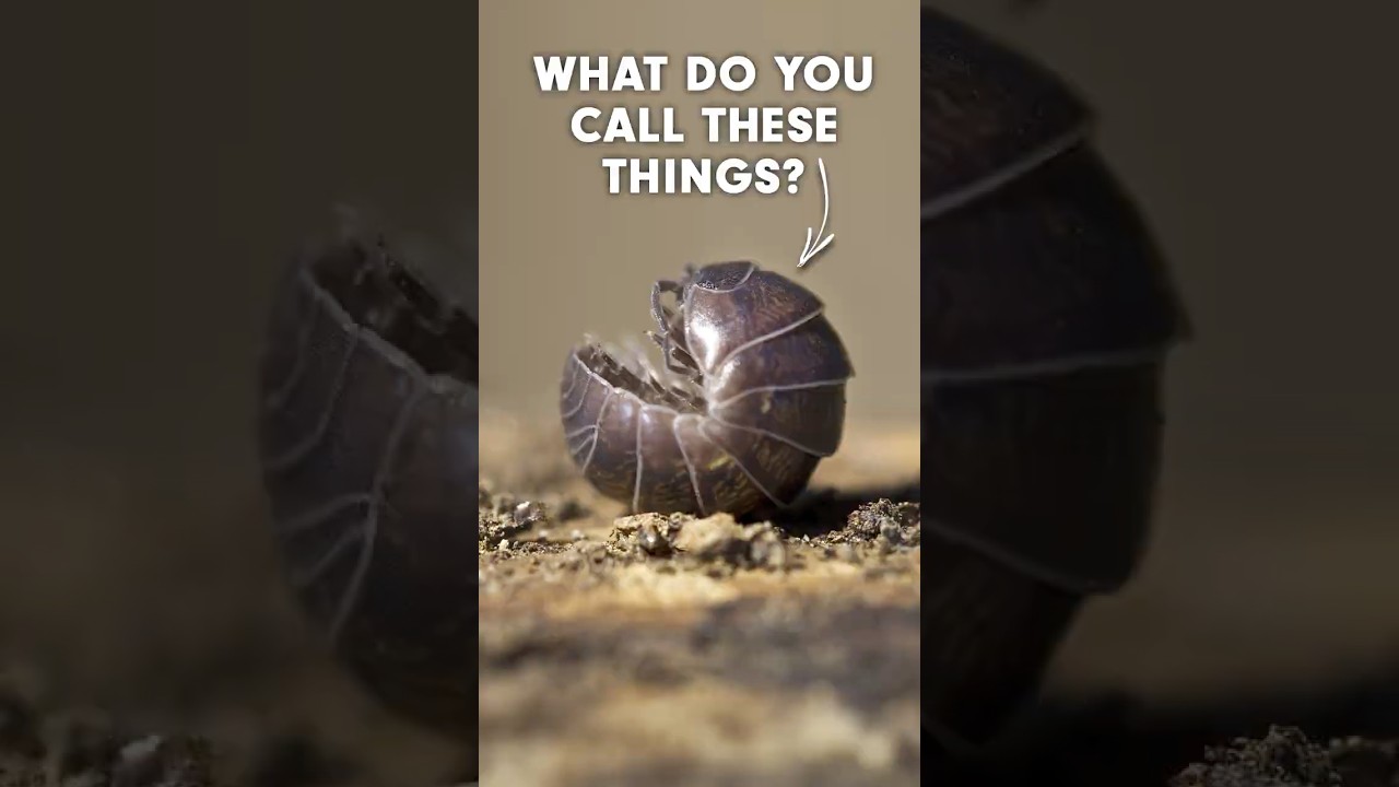 Unusual Science Stories in YouTube Shorts 🔬