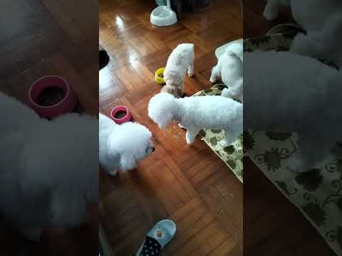 they'reback#7dogs #cute#love#trouble #shorts @llsmixvlogs143