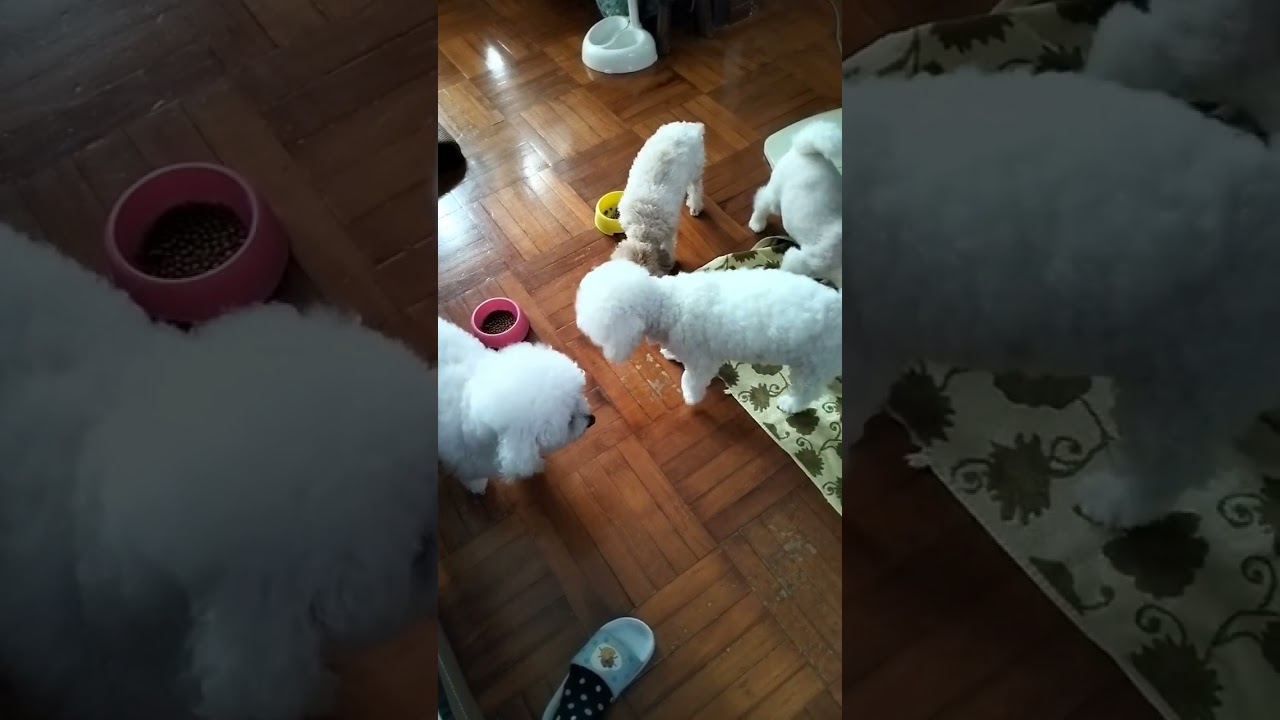 They're Back! Cute Dogs Causing Trouble πΆ