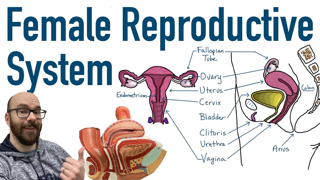 Female Reproductive System: Structure & Function
