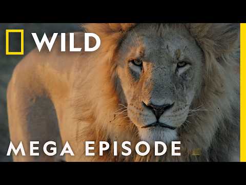 Savage Kingdom Season 4 Mega Episode Compilation | Nat Geo Wild