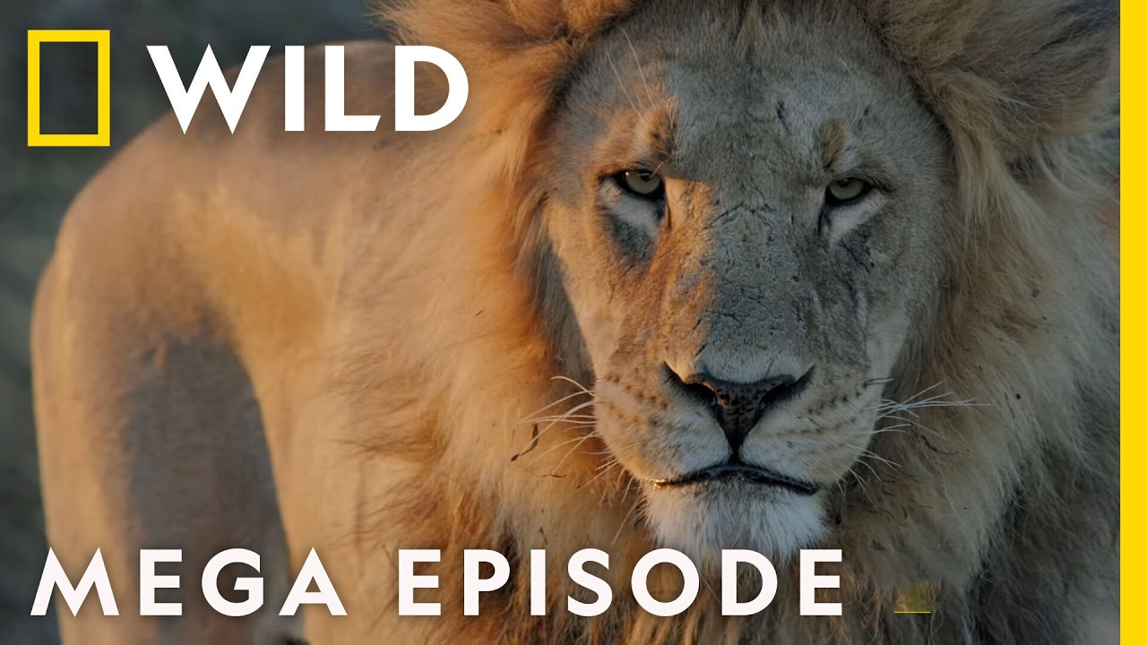 Savage Kingdom Season 4 Mega Episode Compilation | Nat Geo Wild