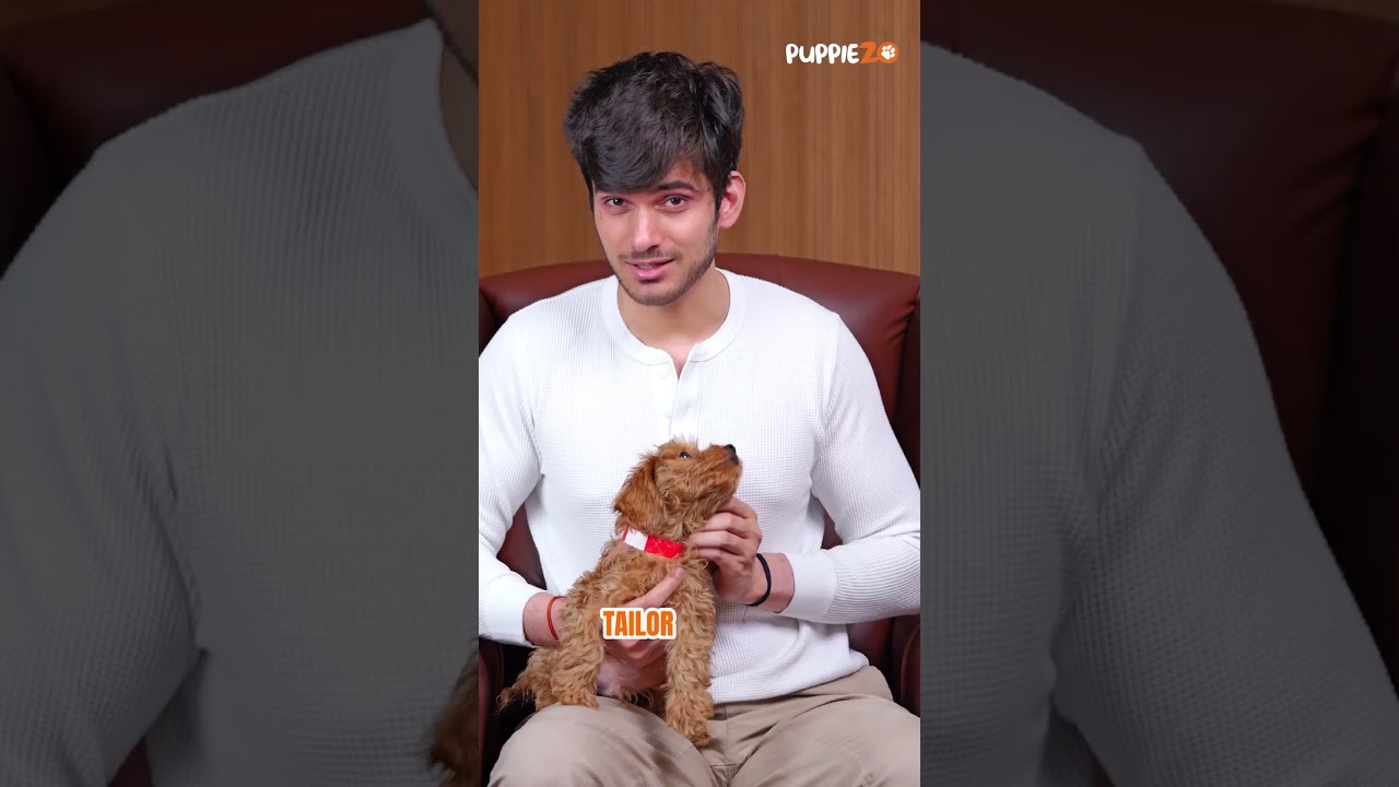 Top 5 Easy & Adorable Dog Breeds for First-Time Owners 🐶