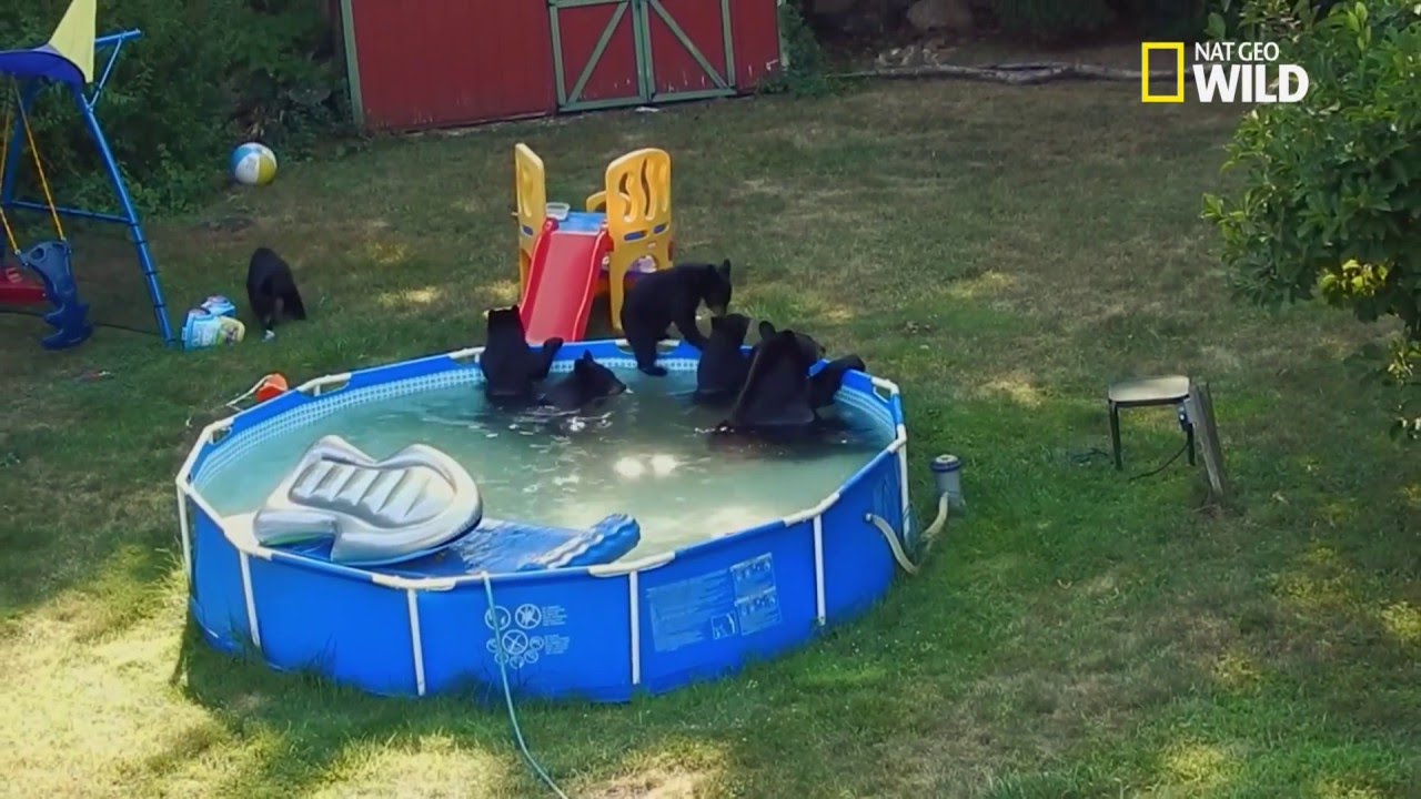 Une famille d'ours dans la piscine