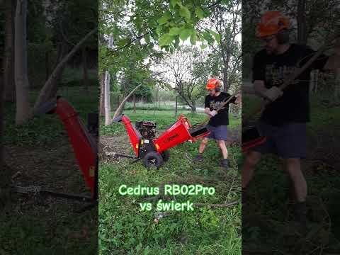 Cedrus RB02Pro vs świerk #shorts