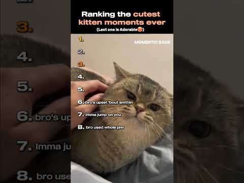 Ranking the cutest kitten moments ever