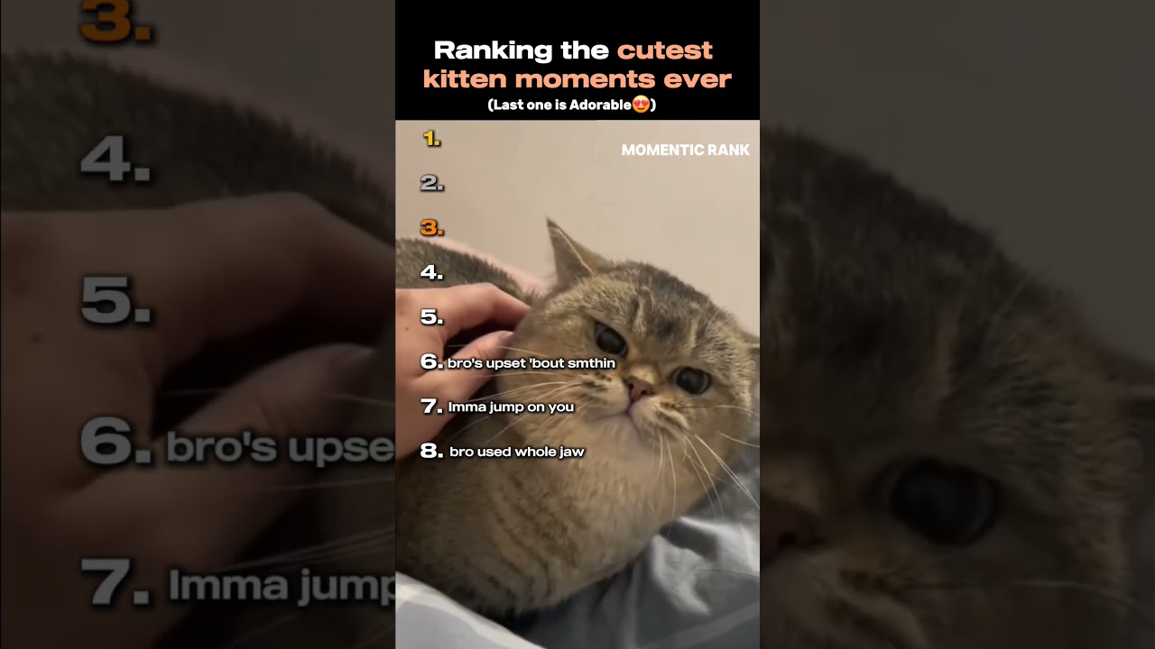 Top 10 Cutest Kitten Moments That Will Melt Your Heart 🐱