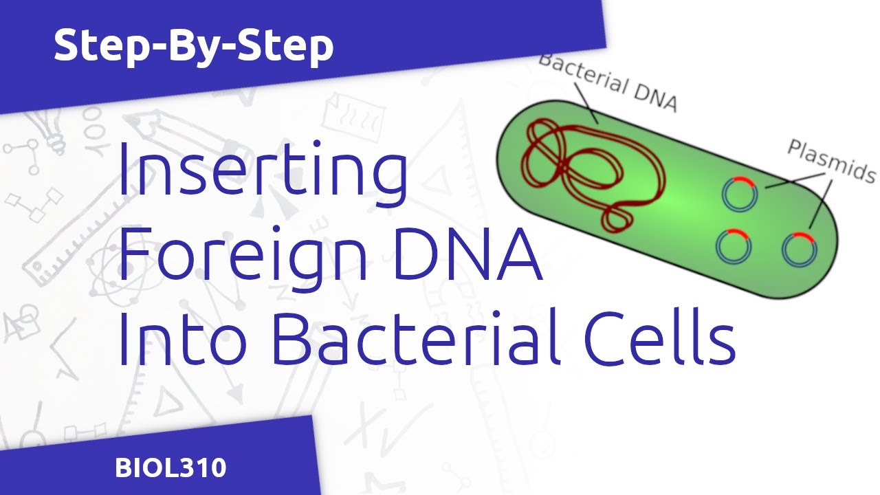 Bacterial Heat Shock Transformation Protocol 🧪