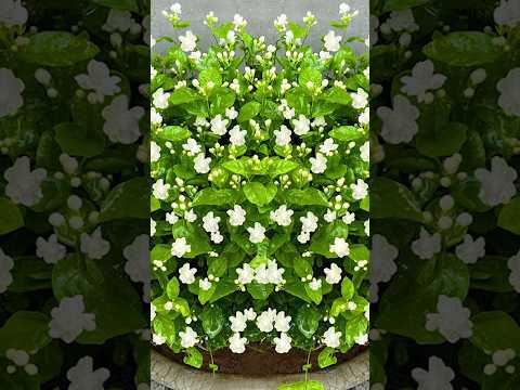 🌿How to grow mogra jasmine from leaves #mogra_jasmine #jasmine #gardening