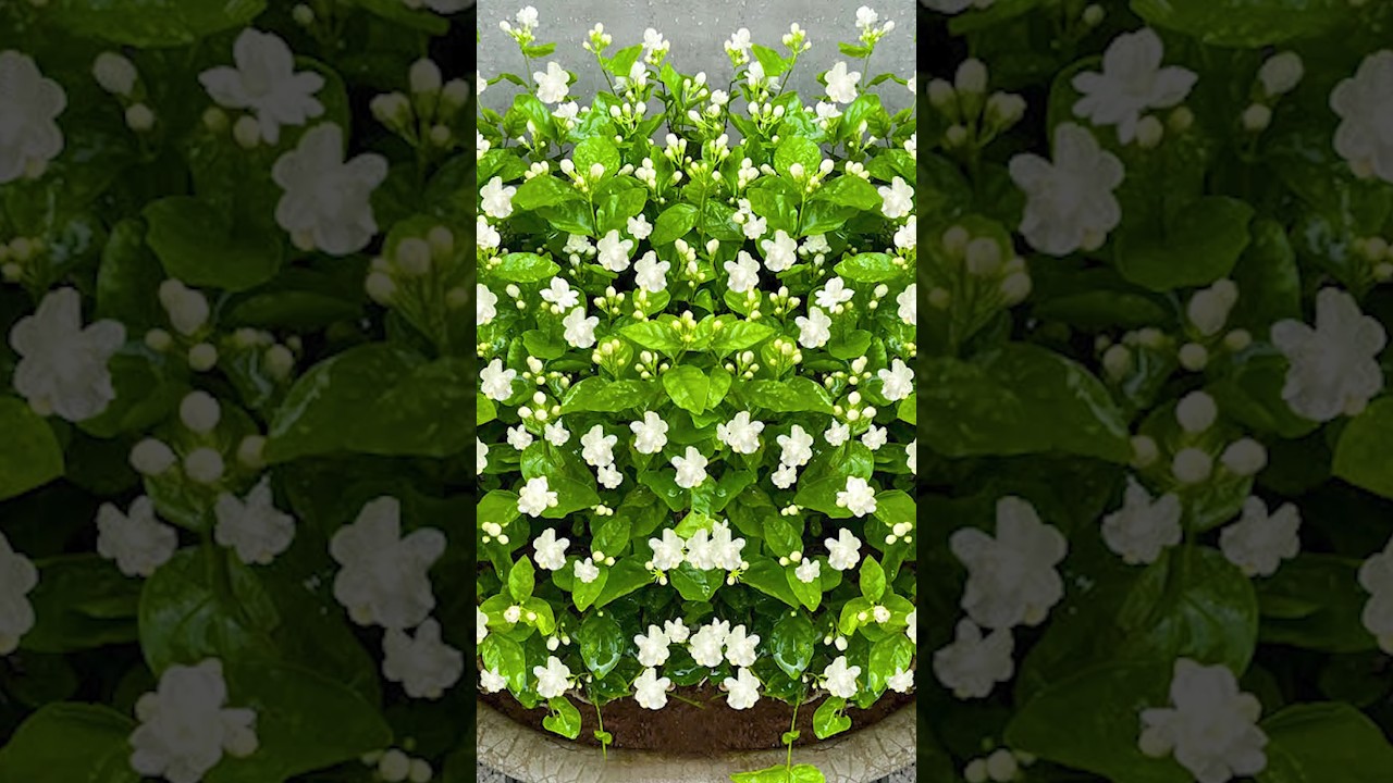 Easy Guide to Growing Mogra Jasmine from Leaves 🌸