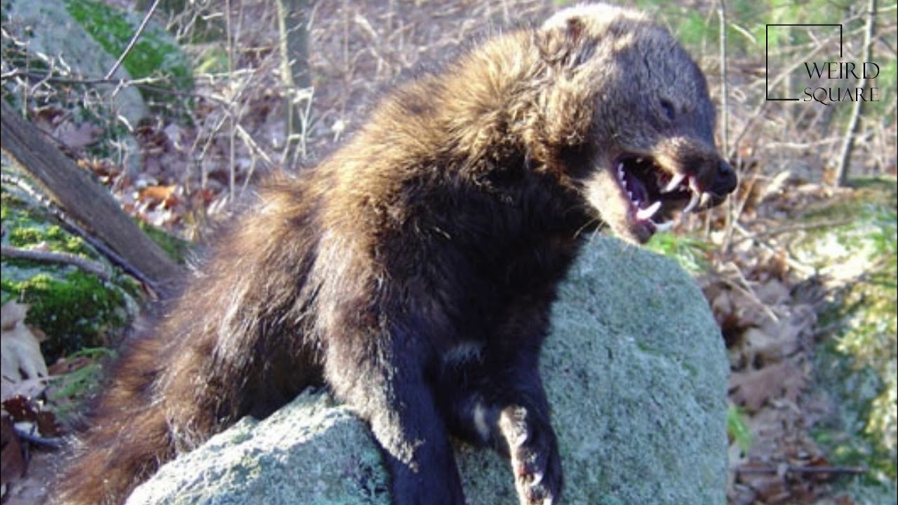 Fisher Cats: Fascinating Facts 🐾