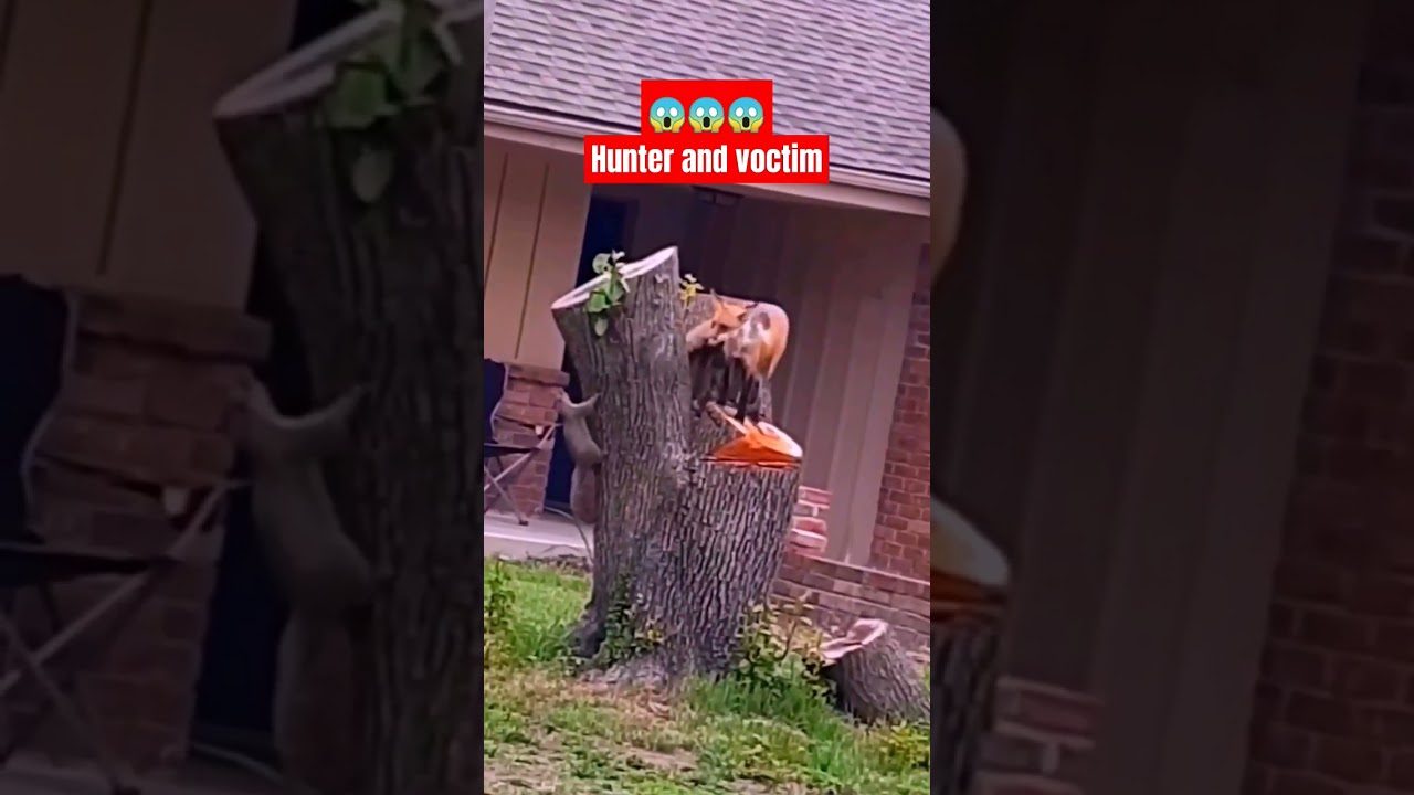 Fox Chases Squirrel During Camping 🦊