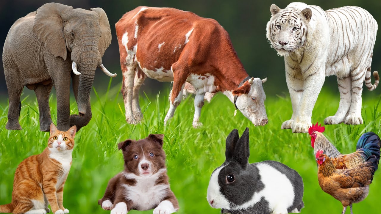 Cute Farm Animal Sounds: Dog, Piglet, Cow & More 🐓