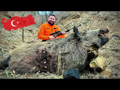Sangliers en Turquie
