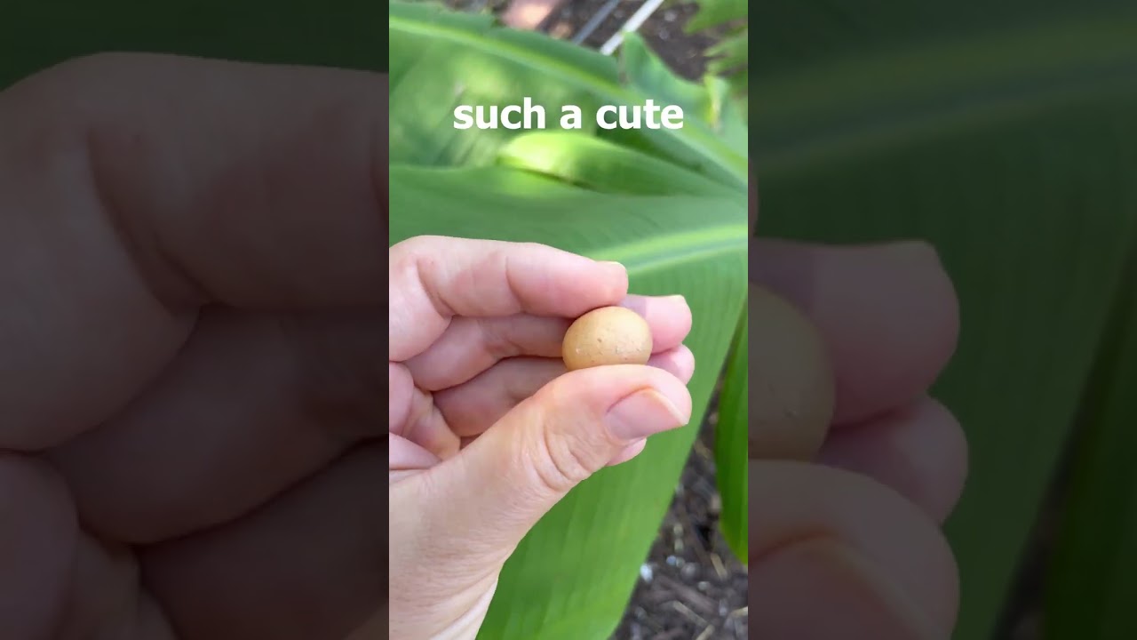 Rare Tiny Chicken Egg! 🥚
