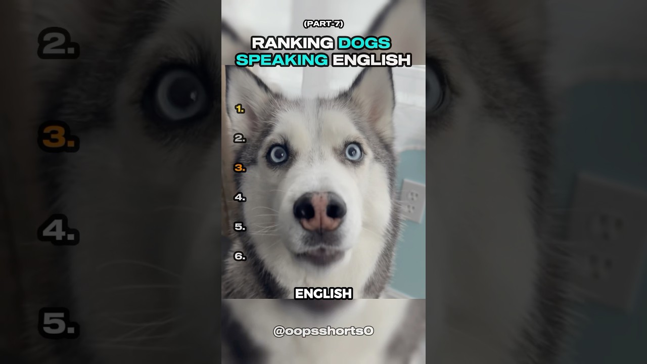Top Dogs Speaking English - Part 7 🐶