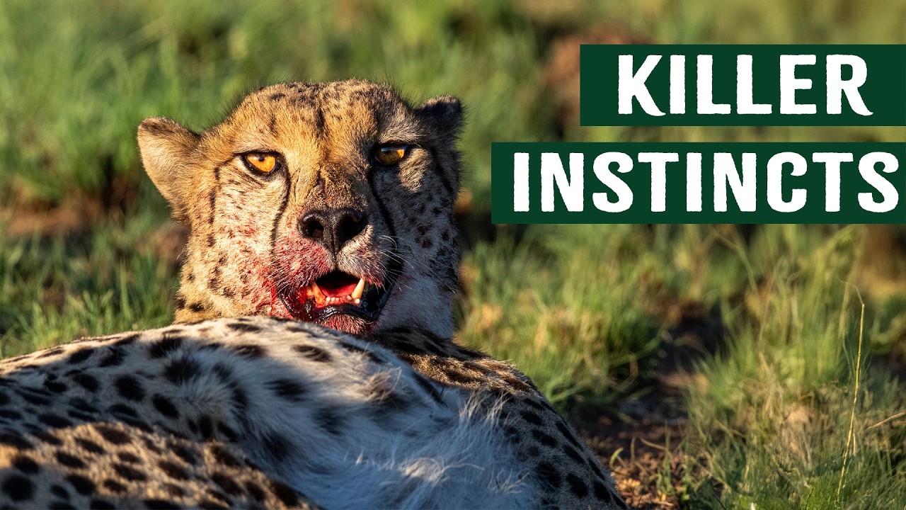 Killer Predators in Action 🐾