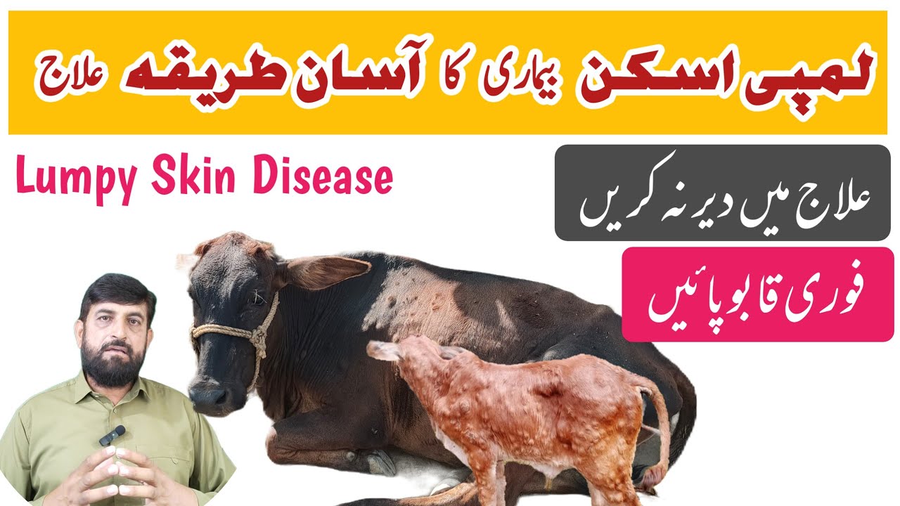 Lumpy Skin Disease: Complete Treatment Success 🐄