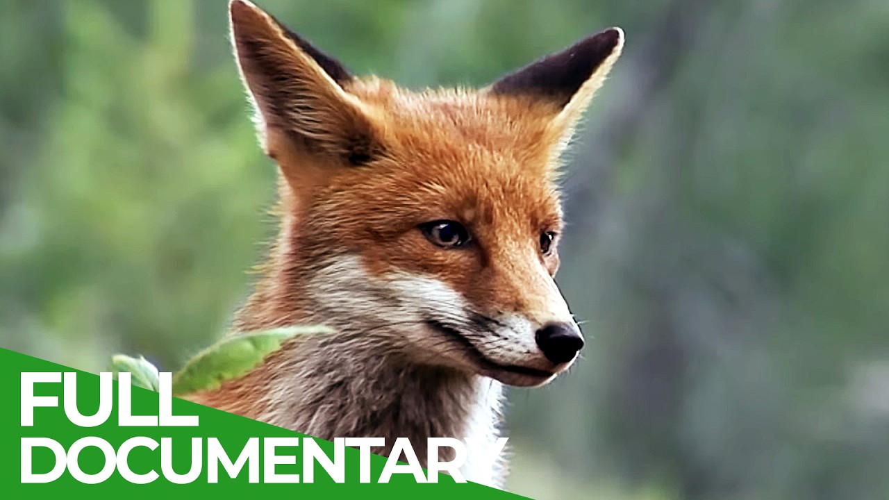 A Fox's Tale: Survival in the Alpine Wild | Free Documentary Nature