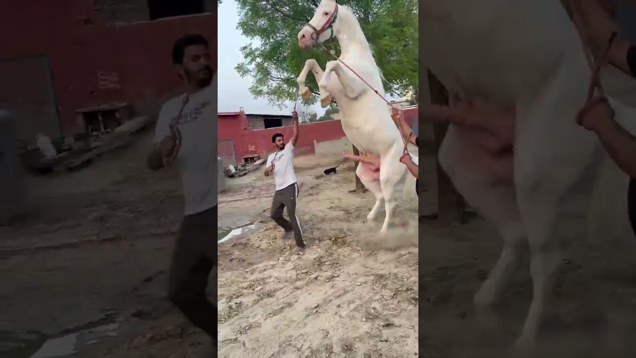 Padam ❤️ 🐴 - Horse Riding and Trending Video