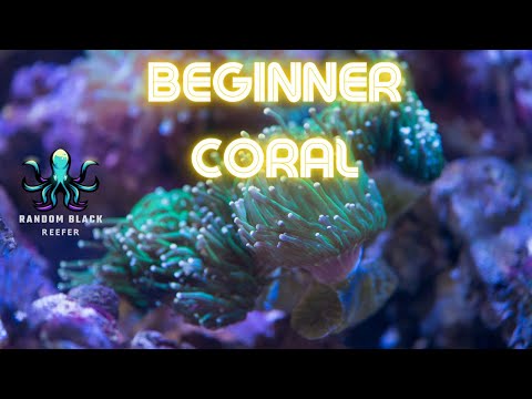 What are the "5 Must-Have Corals" for a Beginner Reef Tank