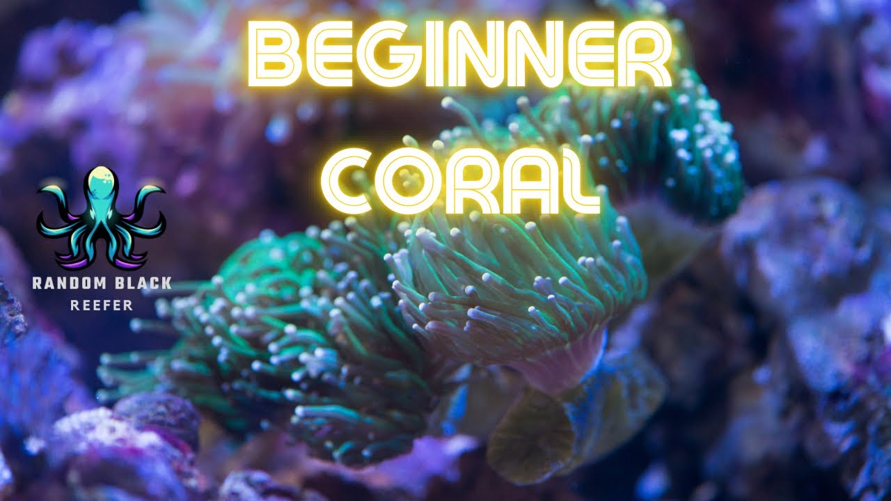 Top 5 Beginner-Friendly Corals for Your Reef Tank π