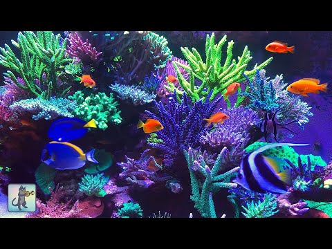 Neon Coral Reef Aquarium ~ Relaxing Music for Sleep, Study, Meditation & Yoga • Screensaver • 3 HRS