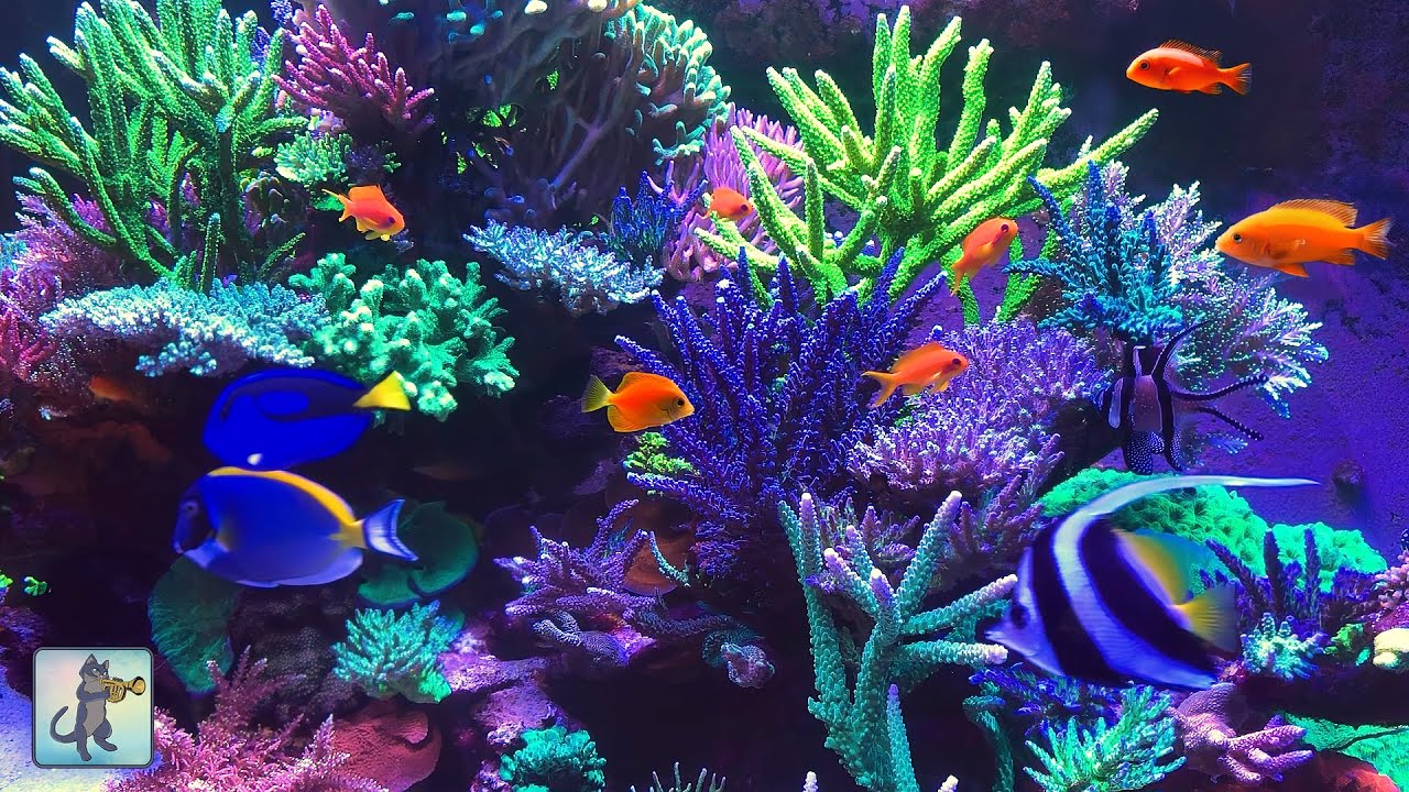 Relaxing Neon Coral Reef Aquarium with Soothing Music β 3 Hours of Calm for Sleep, Study & Meditation π
