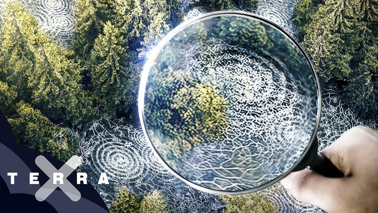 Unsere Wälder (1/3): Die Sprache der Bäume | Ganze Folge Terra X