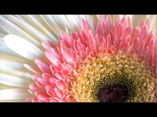 Bebu Silvetti - Primavera en Música: La Magia de la Naturaleza 🌸