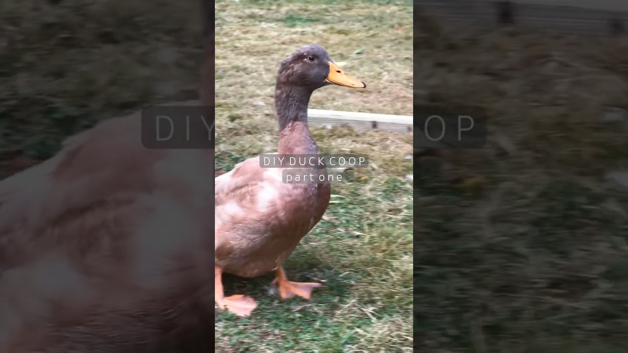 DIY DUCK COOP | part one