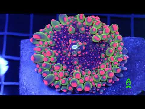 Reef-A-Palooza NY 2021: Coral Expo Returns 🌊