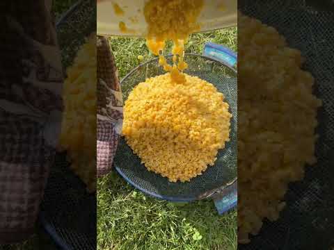 Рыбалка на фидер. Как правильно варить горох на леща?