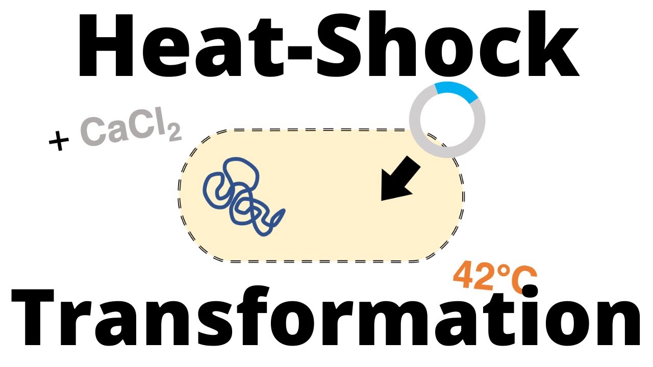 Heat-Shock Protocol for Bacterial Transformation 🔬