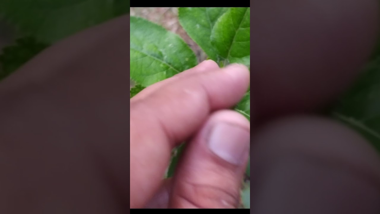 Aphid Control with Cloropyriphos & Cipermetrin