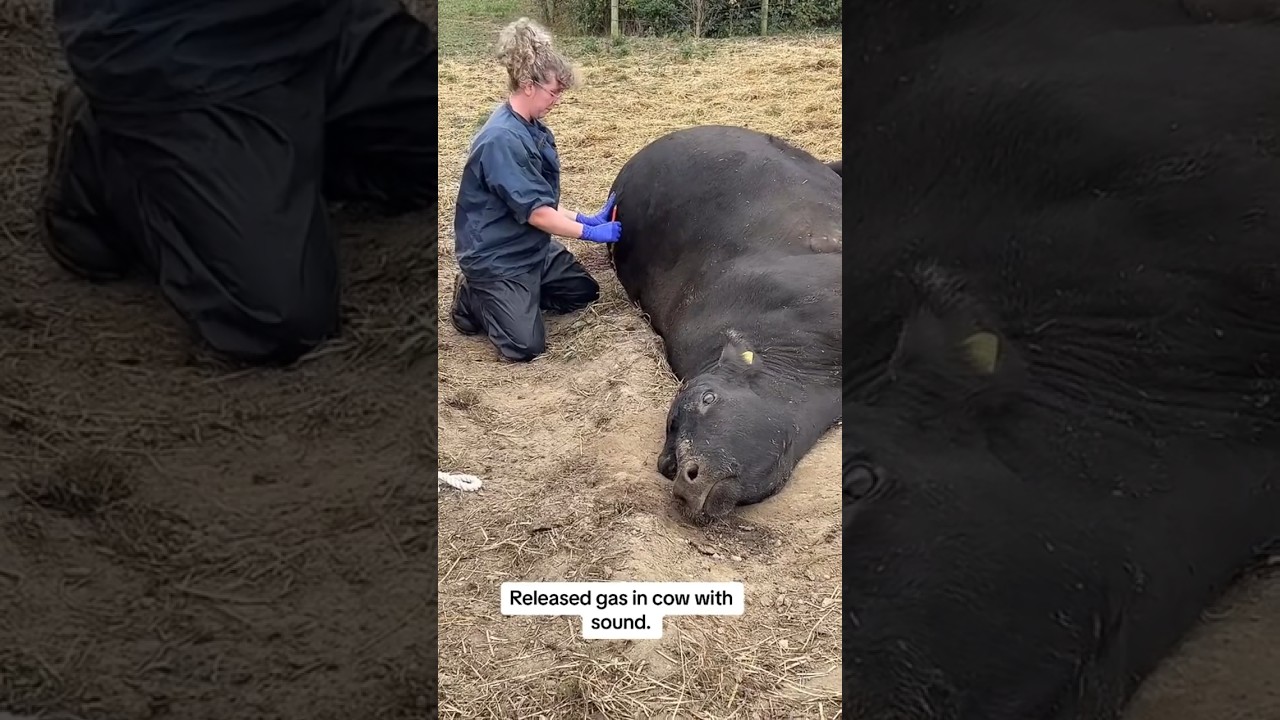 Vet Punctures Cow's Stomach to Save Its Life 🐄