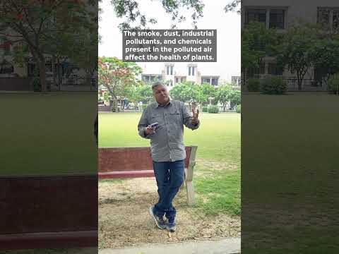 What is the Effect of Air Pollution on Plants?