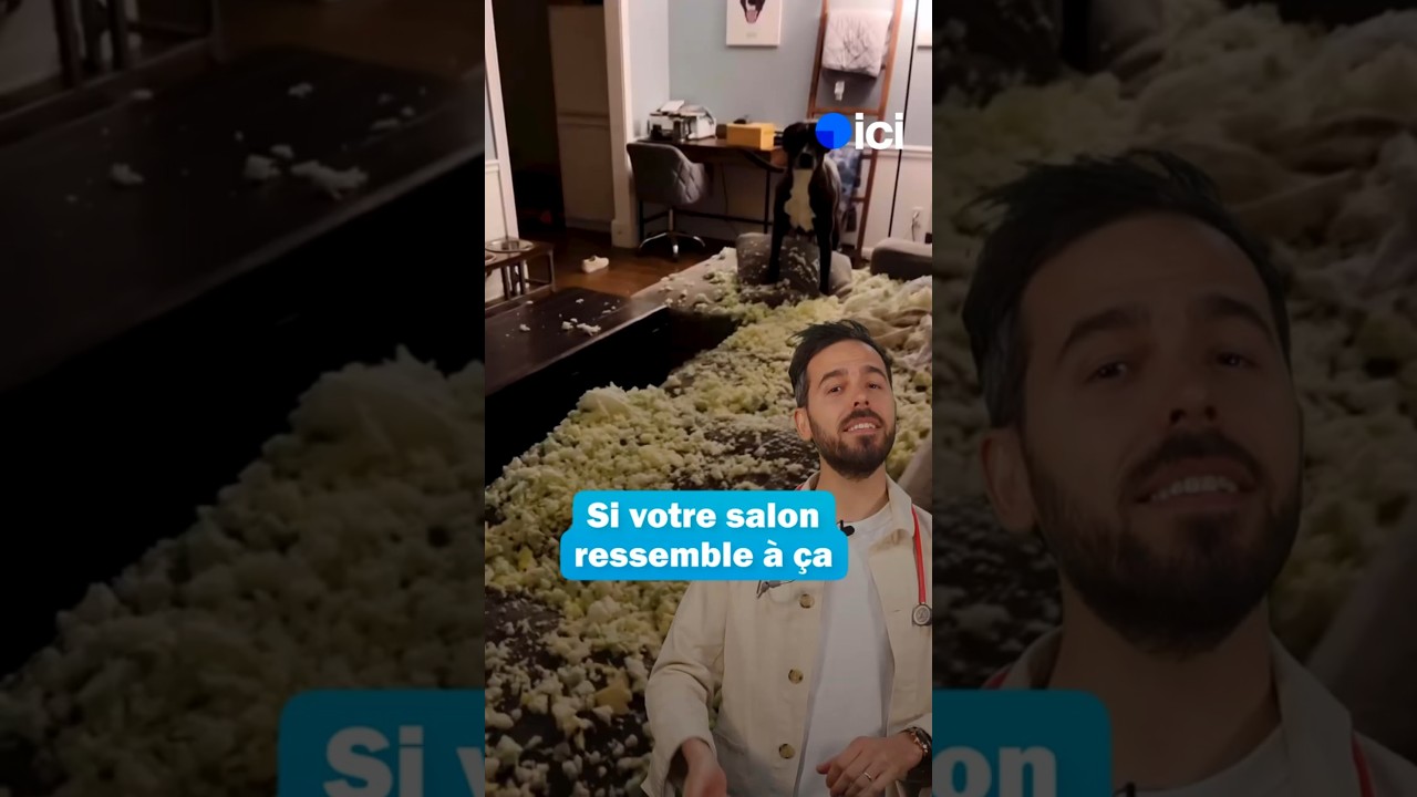 Apprendre à son chien à rester seul à la maison 🏡
