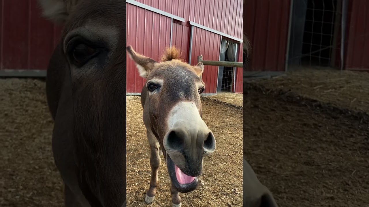 This Donkey Has Something to Say! 🐴