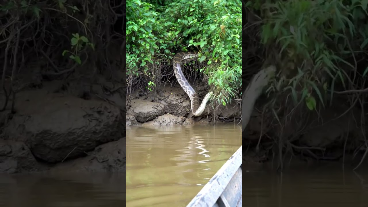 Huge Anaconda Surprises Me in the Amazon 🌿