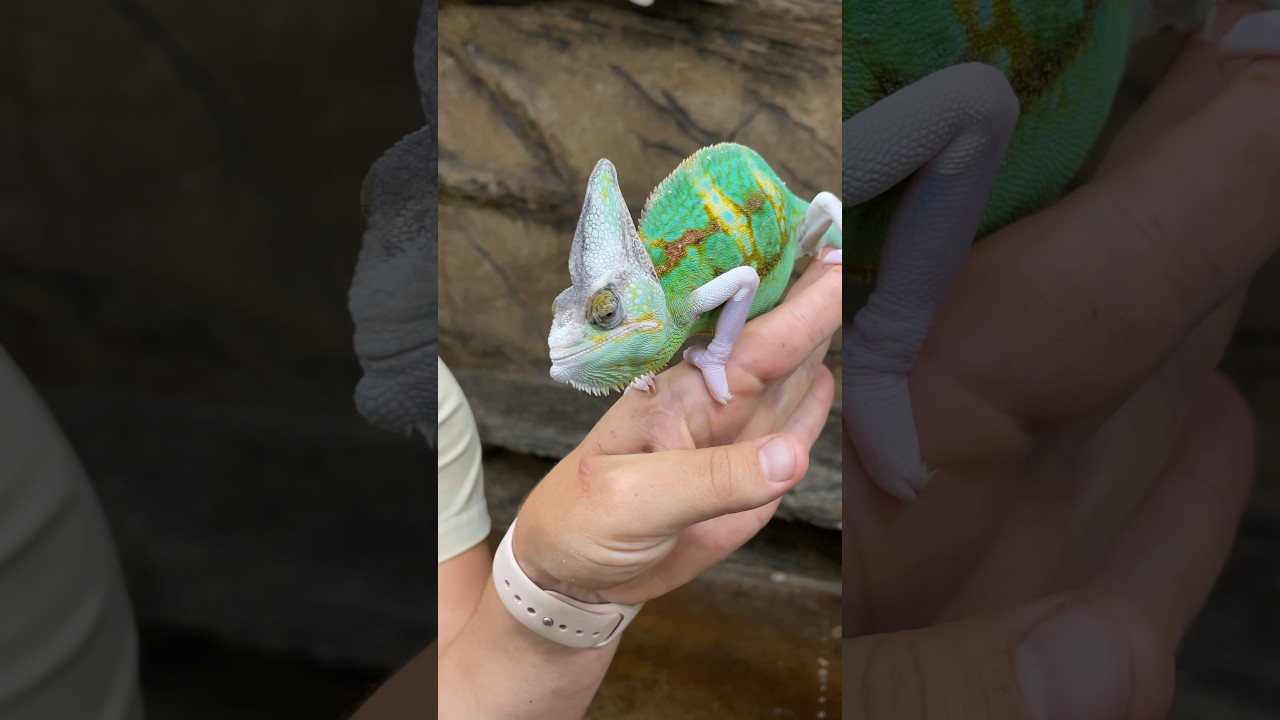 Beautiful Special Pied Chameleon😍 #beautiful #animals #amazing #shorts #video #wow #cute