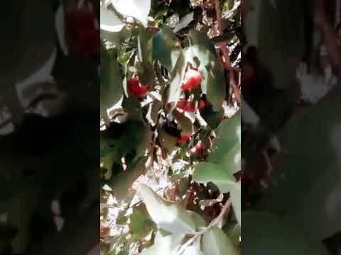 Chabaka🍒🍒🍒🍒🍒🍒🍒🍒🍒🍒 #youtubeshorts#@ ziandza