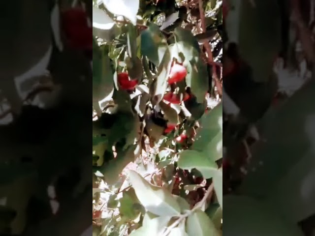 Chabaka Challenge 🍒 | Must-See YouTube Shorts!