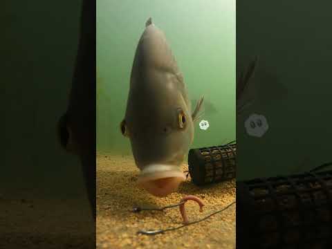 Лещ на фидер #лещ, #фидер